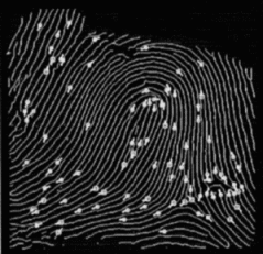 Kennzeichnung der Minutien in einem Fingerabdruck, Foto: GMD Darmstadt
